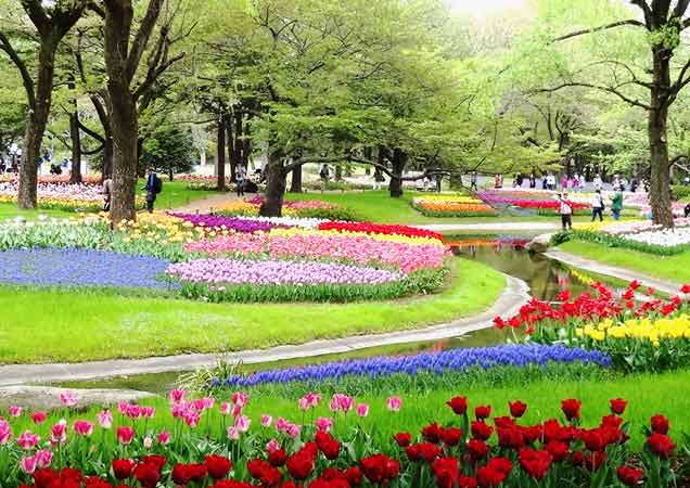 春たけなわ　昭和記念公園